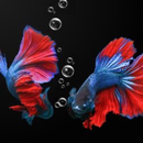 Aquarium Betta Fish Wallpaper-APK