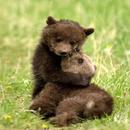 Cute Bear Wallpaper APK