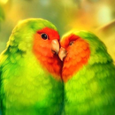 Beautiful hd bird wallpapers APK