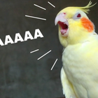 Awesome Cockatiel Sounds mp3 icône