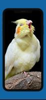 Poster Awesome Cockatiel Sounds mp3