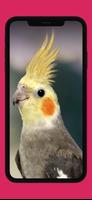 2 Schermata Awesome Cockatiel Sounds mp3