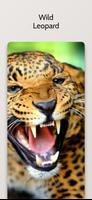 Cheetah Leopard Wallpapers Hd Affiche