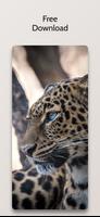 Cheetah Leopard Wallpapers Hd capture d'écran 3