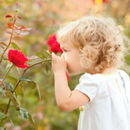 Rose Floral Wallpapers APK