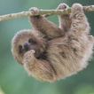 ”Cute Sloth Wallpaper HD