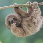 Cute Sloth Wallpaper HD ikona