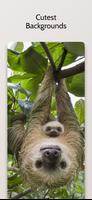 Cute Sloth Wallpaper HD پوسٹر