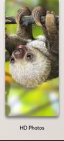 Cute Sloth Wallpaper HD скриншот 1