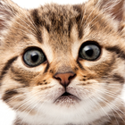 Fondos de pantalla lindo gato icono