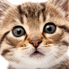 آیکون‌ Cute Cat Wallpapers