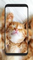 Sevimli Kedi Duvar Kağıtları Ekran Görüntüsü 3