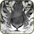 Big Cats HD Live Wallpapers