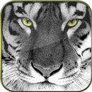 Big Cats HD Live Wallpapers APK