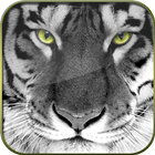 Big Cats HD Live Wallpapers icon