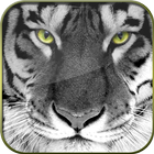 Big Cats HD Live Wallpapers icône