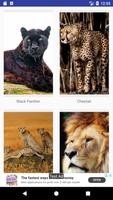 Big Cats HD Live Wallpapers الملصق