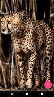 Big Cats HD Live Wallpapers تصوير الشاشة 1