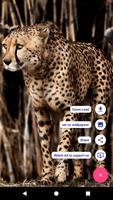 Big Cats HD Live Wallpapers تصوير الشاشة 2