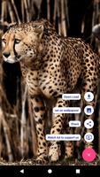 Big Cats HD Live Wallpapers capture d'écran 2