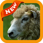 Sheep Wallpaper أيقونة