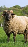 Sheep Wallpaper تصوير الشاشة 3
