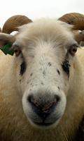 Sheep Wallpaper الملصق