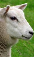 Sheep Wallpaper تصوير الشاشة 2
