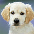 The cutest dog in the world 2021-APK