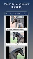 Supreme Sport Horses Screenshot 2