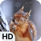 Cute Squirrel Wallpapers HD icône