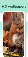 Cute Squirrel Wallpapers HD capture d'écran 3