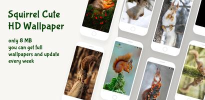 Cute Squirrel Wallpapers HD Affiche