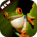 Amphibians Wallpaper HD LockScreen APK
