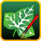 Ivy Draw-icoon