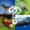 ZOO sounds quiz APK