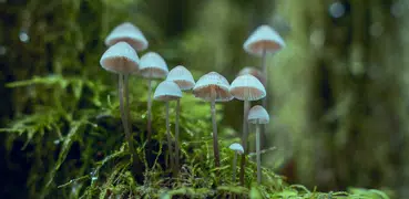 ShroomID - Pilz-Identifikator