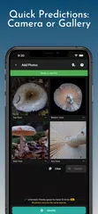ShroomID - Pilz-Identifikator XAPK Herunterladen