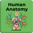 Human Anatomy and Physiology