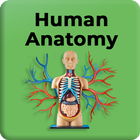 آیکون‌ Human Anatomy