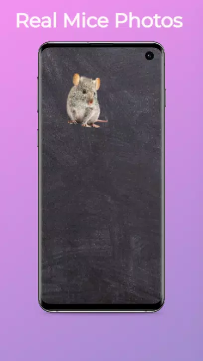 猫咪独行:猫玩具和狗游戏