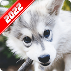 Husky Wallpaper icono