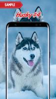 Husky Wallpaper اسکرین شاٹ 3