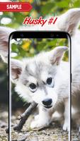 Husky Wallpaper Plakat