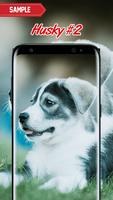 Husky Wallpaper اسکرین شاٹ 1