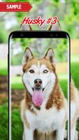 Husky Wallpaper ภาพหน้าจอ 2