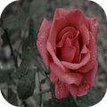 Red rose