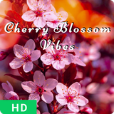 Cherry Blossom Wallpaper