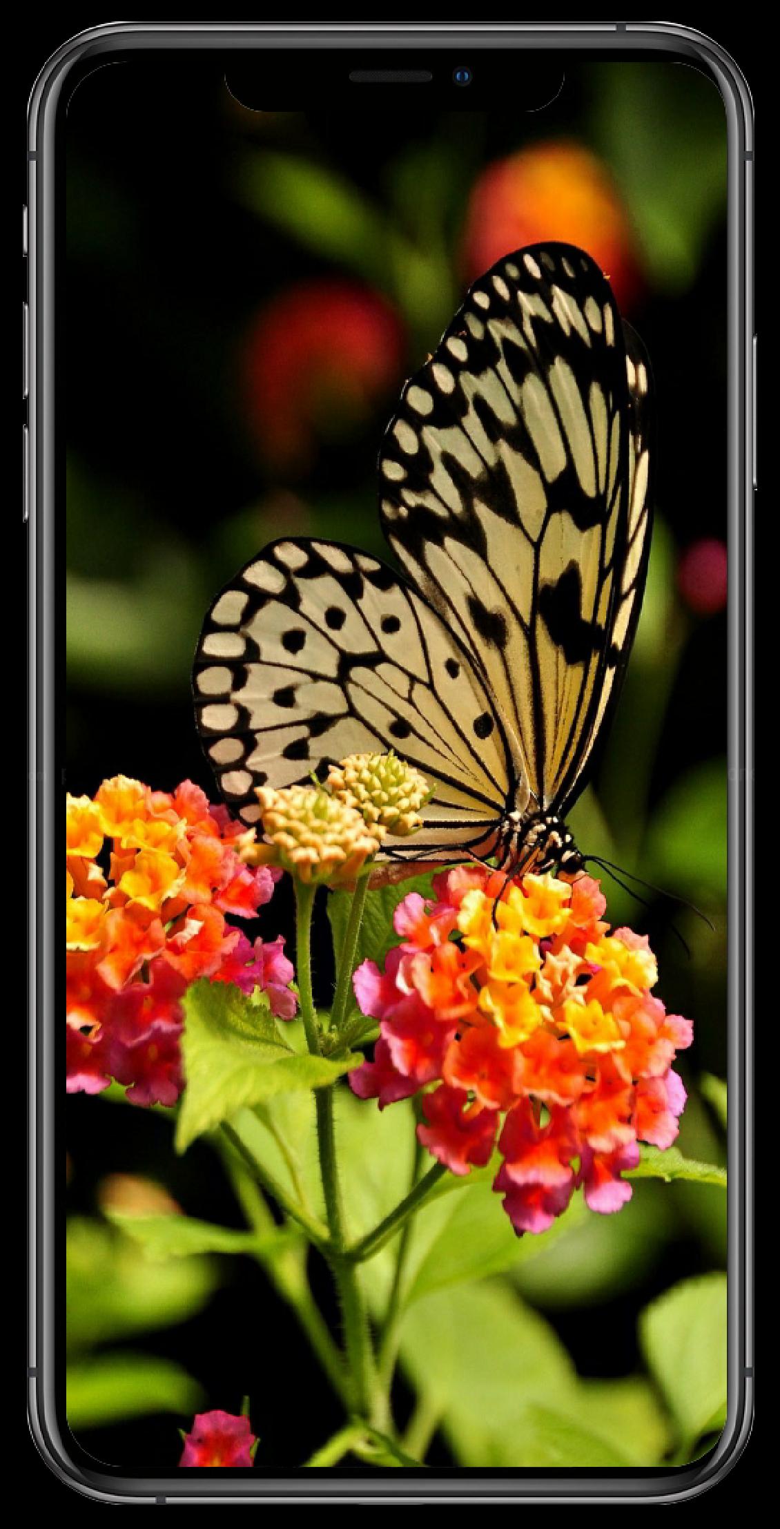I Love Butterfly Live Wallpapers 4K - HD APK for Android Download I Love Butterfly Live Wallpapers 4K - HD APK for Android Download