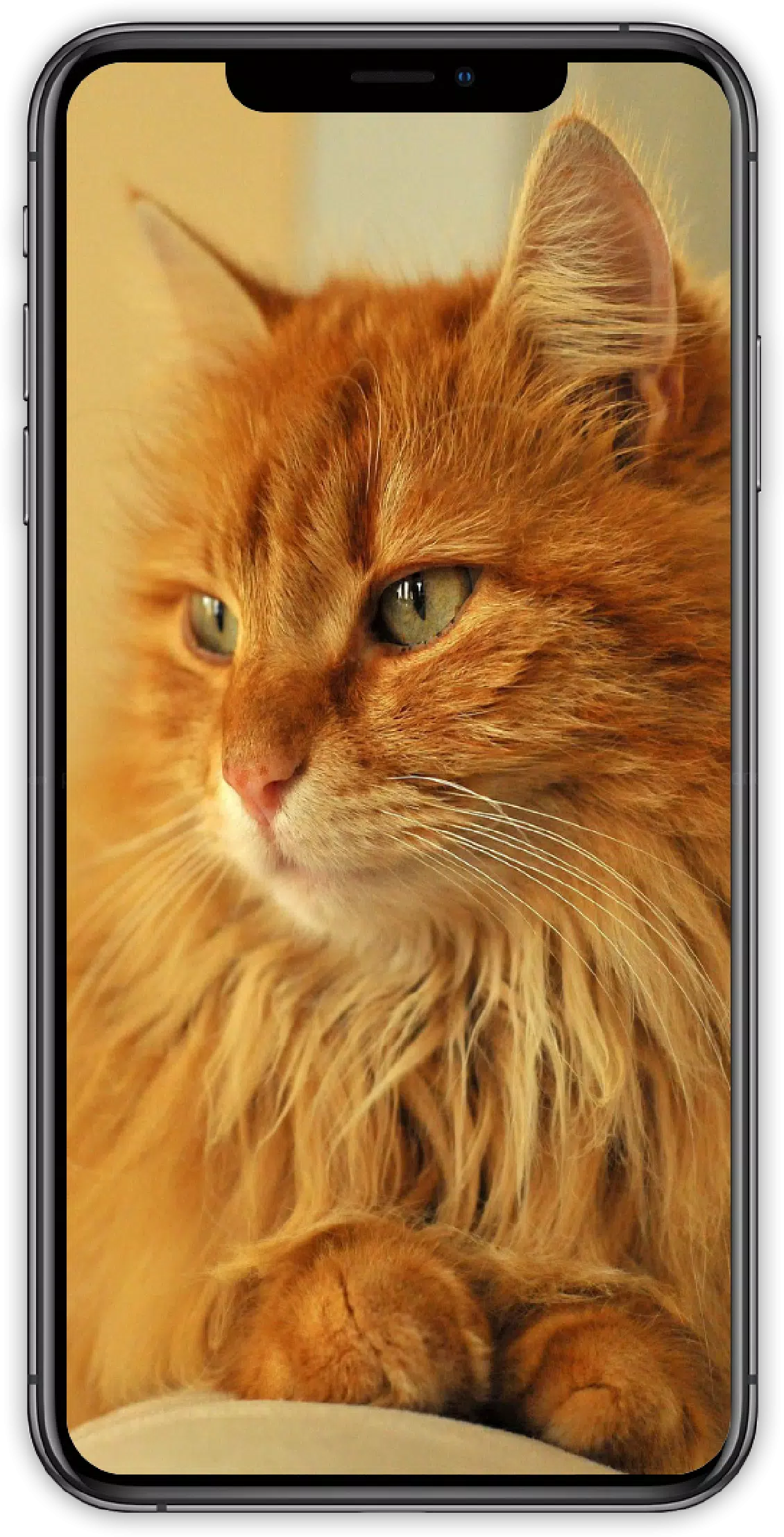 I Love Cute Cat Live Wallpapers 4K - HD APK per Android Download